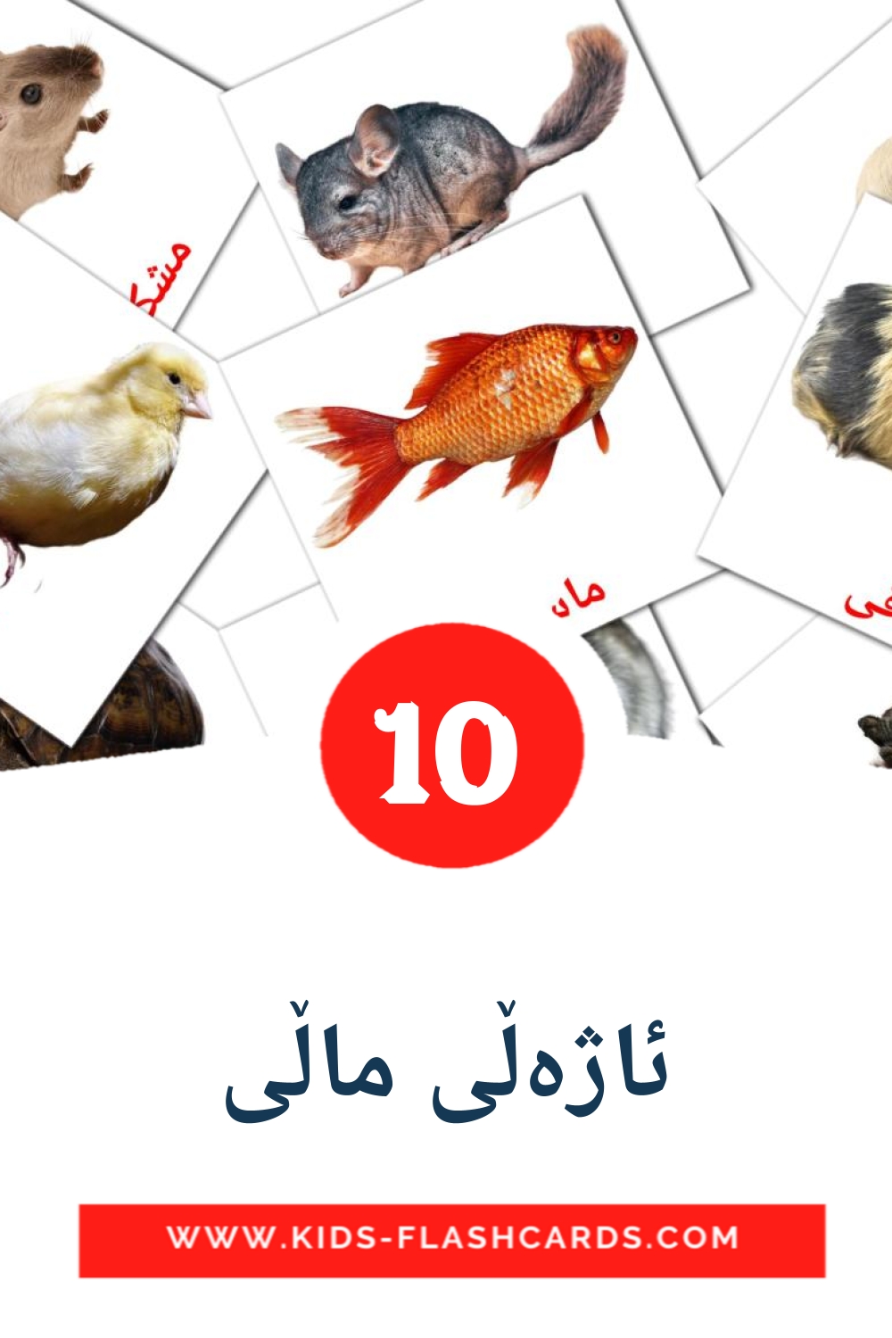 10 ئاژەڵی ماڵی Picture Cards for Kindergarden in kurdish(sorani)