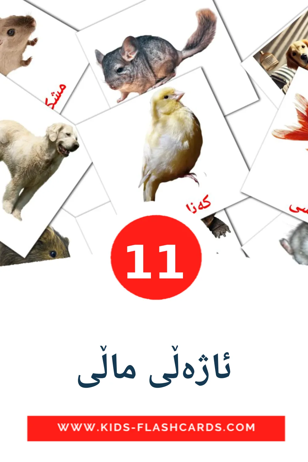 11 tarjetas didacticas de ئاژەڵی ماڵی para el jardín de infancia en kurdo(sorani)