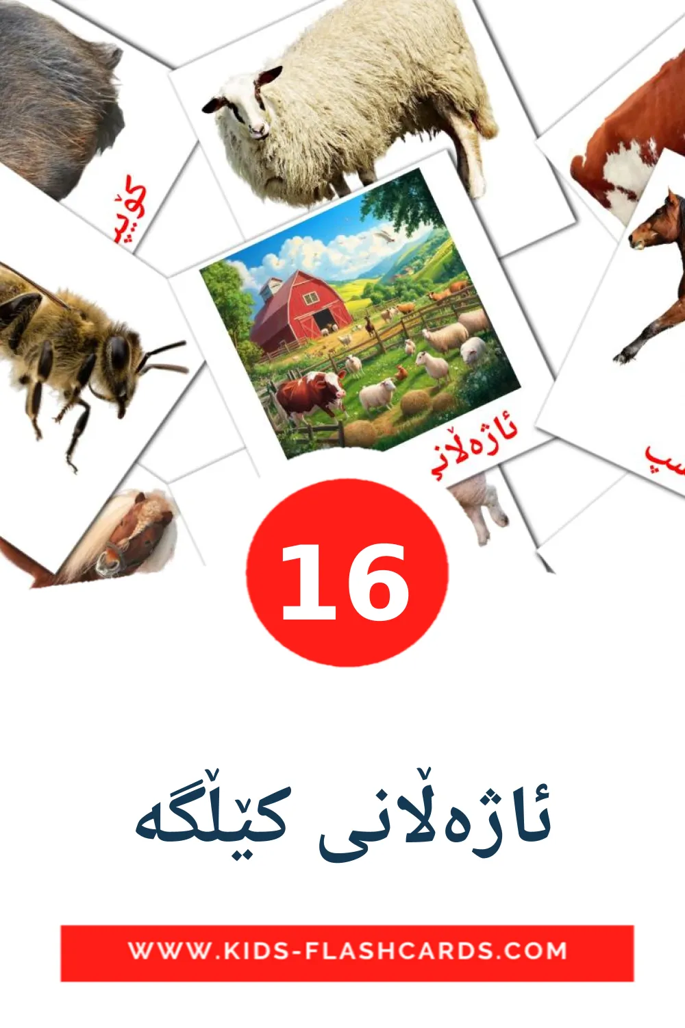 16 tarjetas didacticas de ئاژەڵانی کێڵگە para el jardín de infancia en kurdo(sorani)