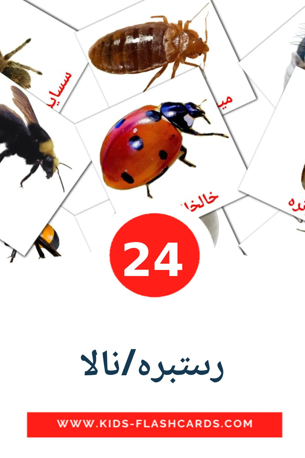 رىىتبره‌/نالا на курдский(сорани) для Детского Сада (24 карточки)