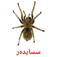 سسایده‌ر карточки энциклопедических знаний