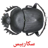 سکاربیس карточки энциклопедических знаний