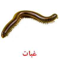 غبات карточки энциклопедических знаний