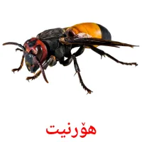 هۆرنیت карточки энциклопедических знаний