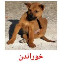 خوراندن picture flashcards