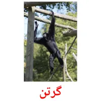 گرتن picture flashcards