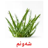 شەونم bildkort för barn