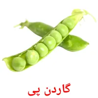 گاردن پی flashcards illustrate