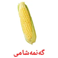 گەنمەشامی flashcards illustrate