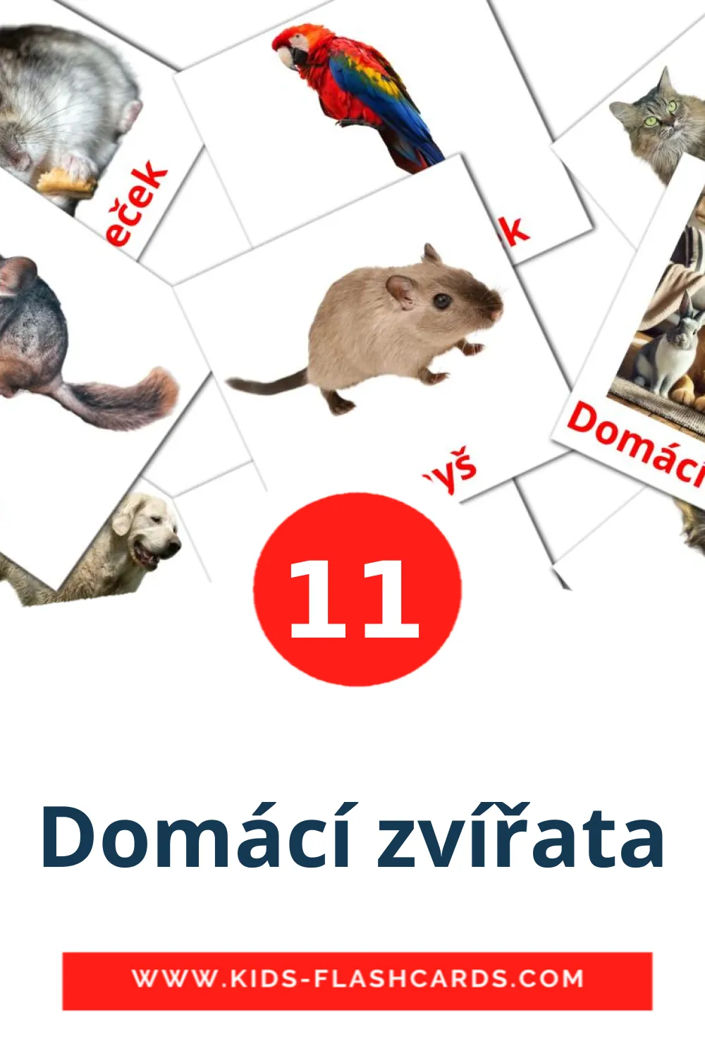 11 Domácí zvířata Picture Cards for Kindergarden in czech