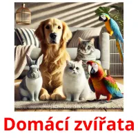 Domácí zvířata picture flashcards