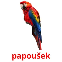 papoušek picture flashcards