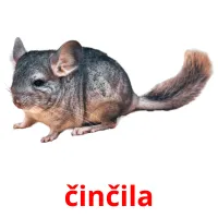 činčila picture flashcards