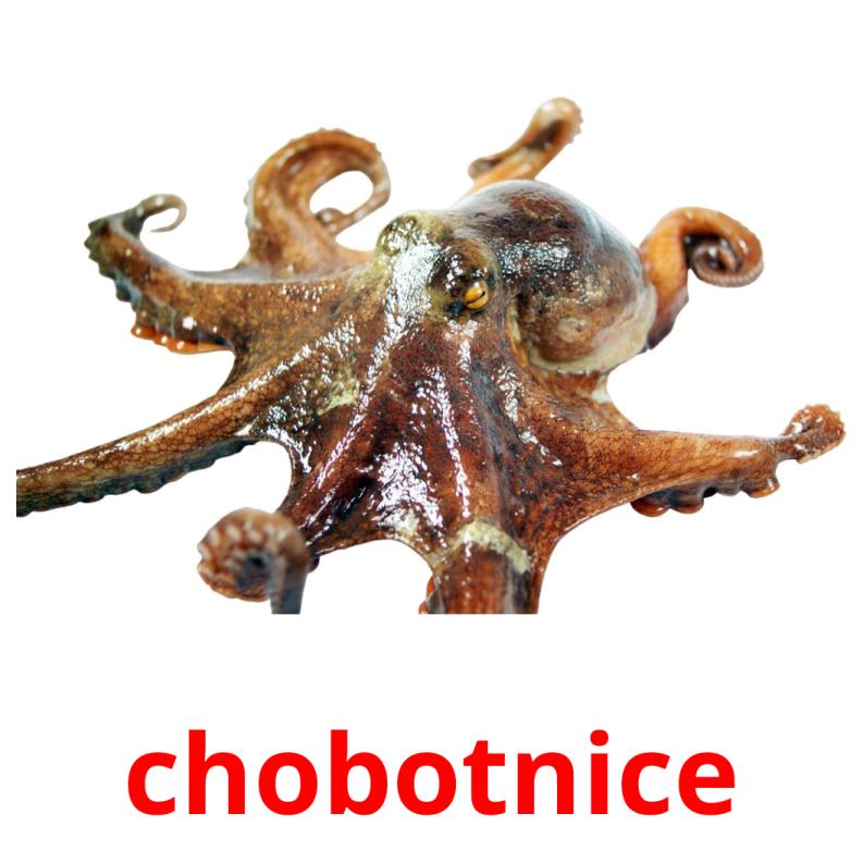 chobotnice Tarjetas didacticas