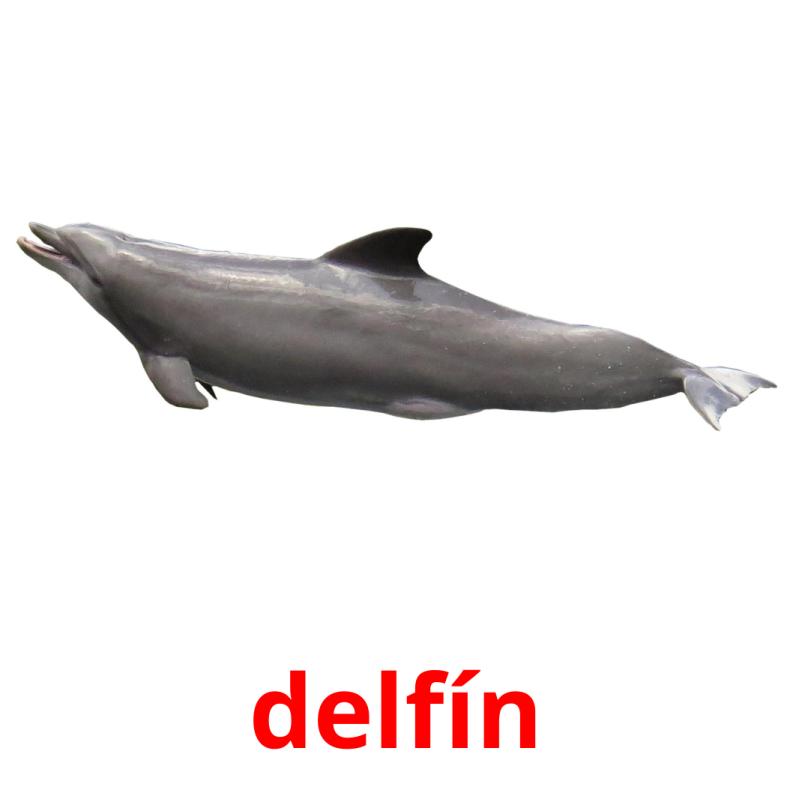 delfín Bildkarteikarten