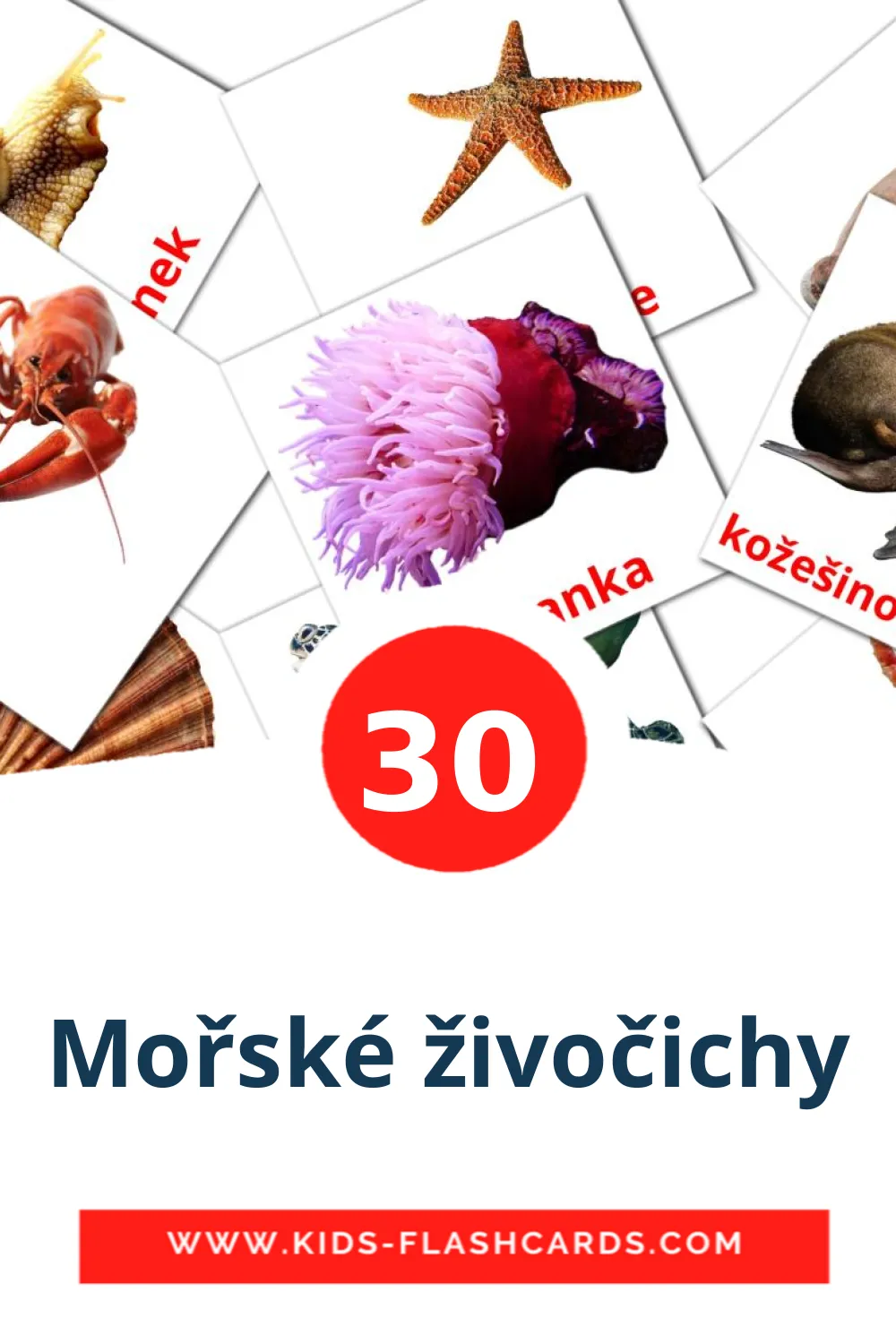 30 tarjetas didacticas de Mořské živočichy para el jardín de infancia en checo