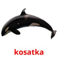 kosatka picture flashcards