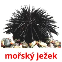 mořský ježek Tarjetas didacticas