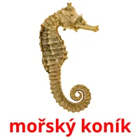 mořský koník Tarjetas didacticas