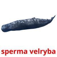 sperma velryba picture flashcards