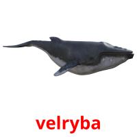 velryba picture flashcards