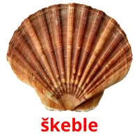 škeble Tarjetas didacticas