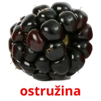 ostružina Tarjetas didacticas