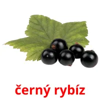 černý rybíz Tarjetas didacticas