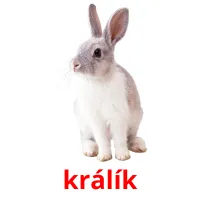 králík Tarjetas didacticas