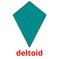 deltoid picture flashcards