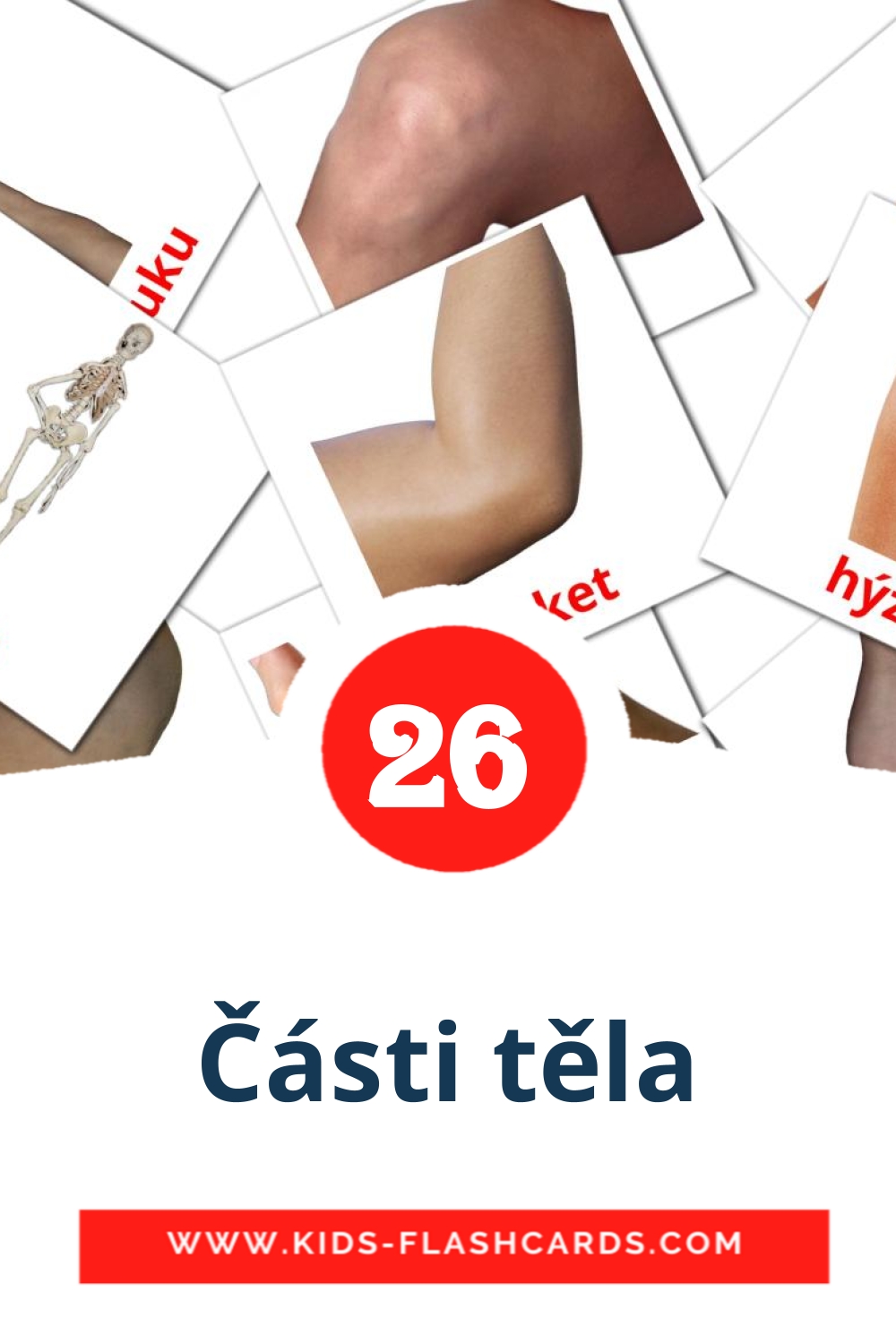 Části těla на чешском для Детского Сада (26 карточек)
