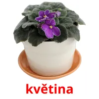 květina flashcards illustrate