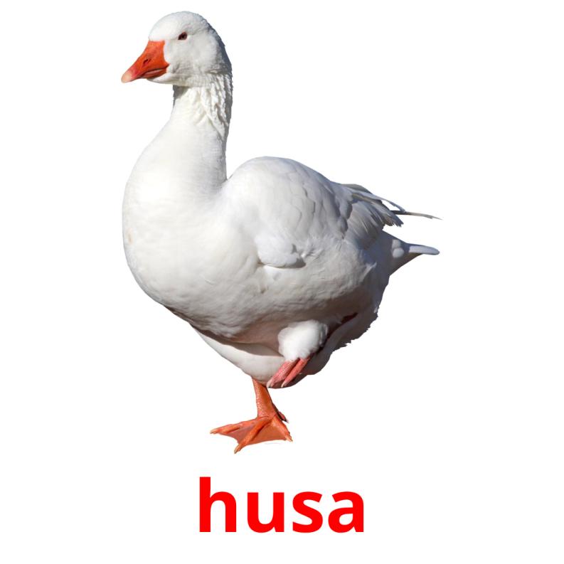 husa picture flashcards