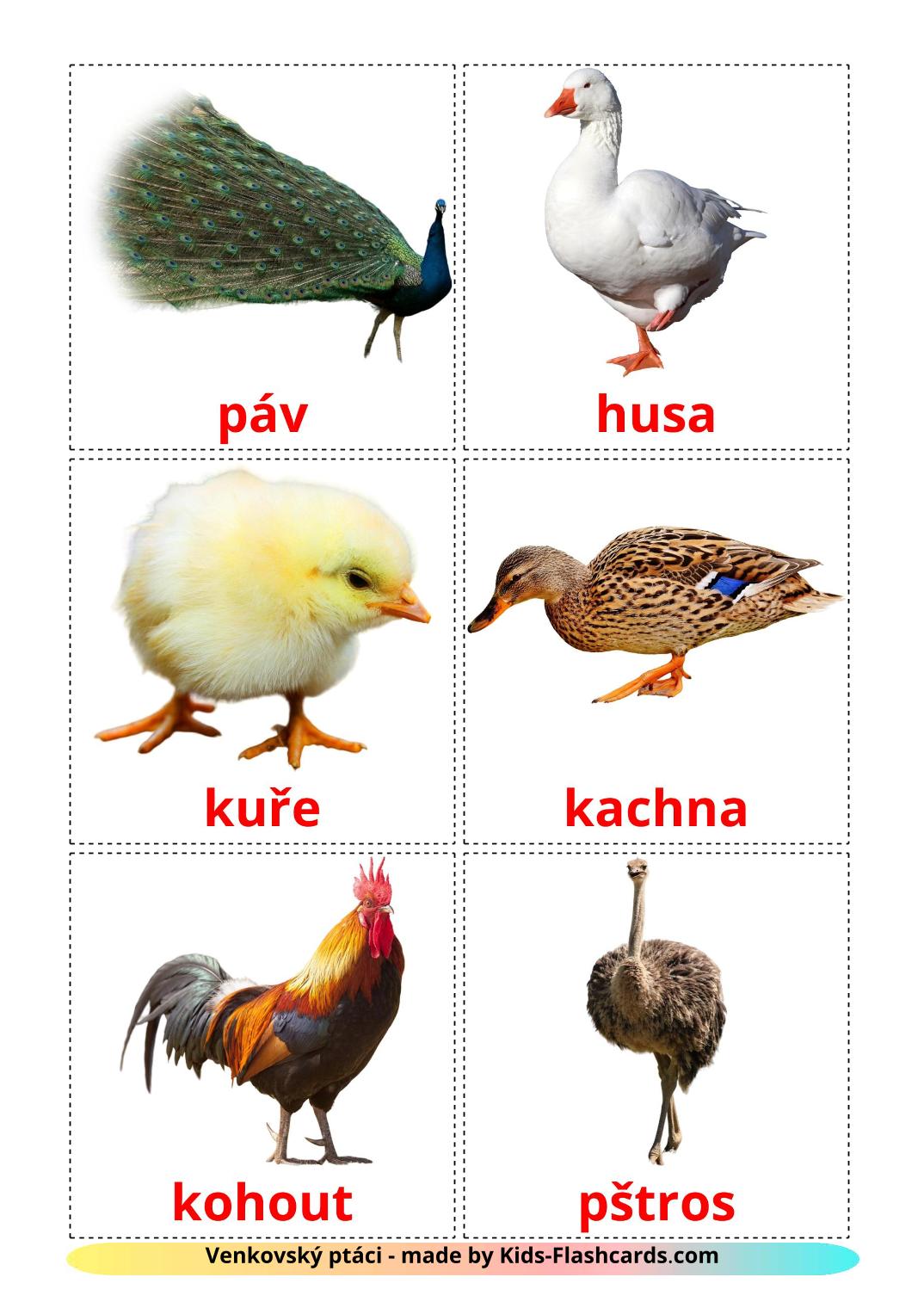 Farm birds - 11 Free Printable czech Flashcards 