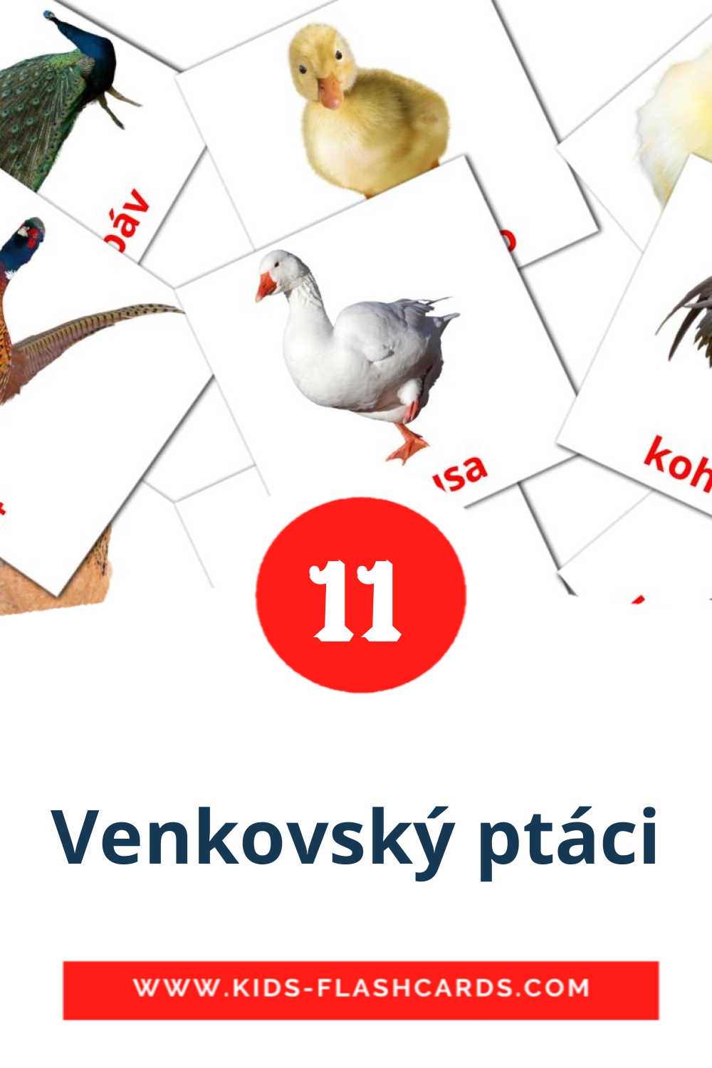 11 Venkovský ptáci Picture Cards for Kindergarden in czech