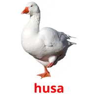 husa Tarjetas didacticas