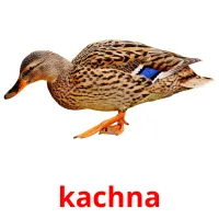 kachna Tarjetas didacticas