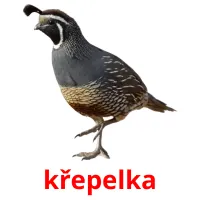 křepelka Tarjetas didacticas