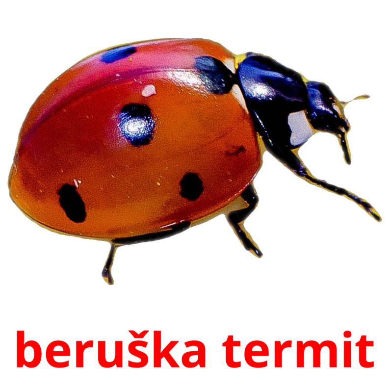 beruška termit Tarjetas didacticas