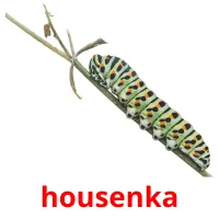 housenka Tarjetas didacticas