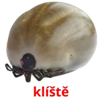 klíště Tarjetas didacticas