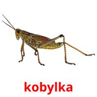 kobylka picture flashcards