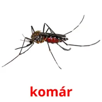 komár Tarjetas didacticas