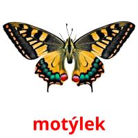 motýlek card for translate