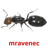 mravenec Tarjetas didacticas