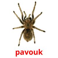 pavouk card for translate