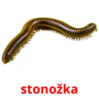 stonožka Tarjetas didacticas