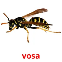 vosa Tarjetas didacticas