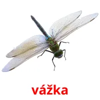 vážka Tarjetas didacticas