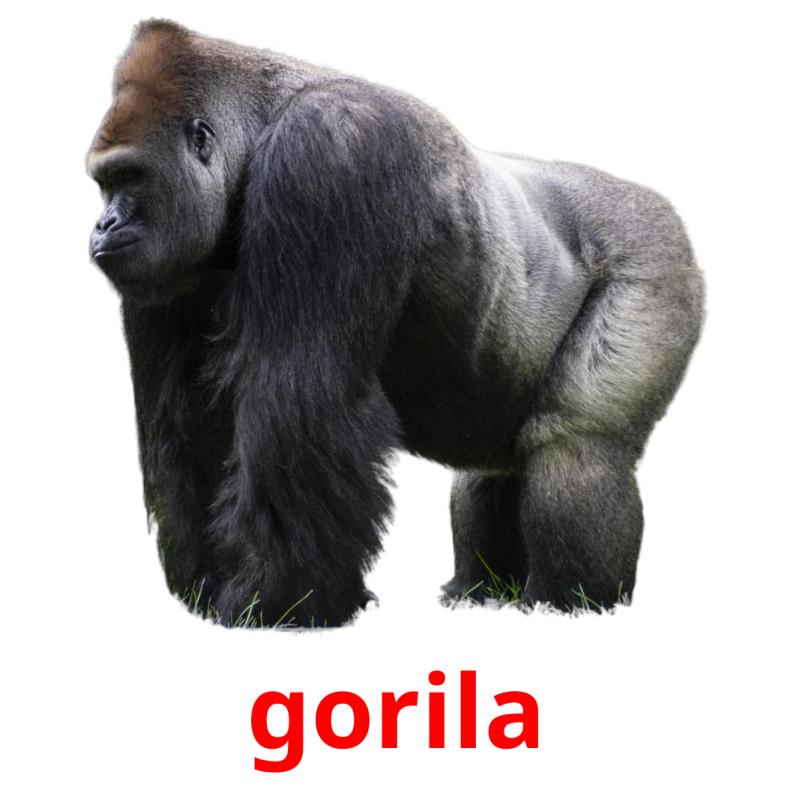gorila Bildkarteikarten